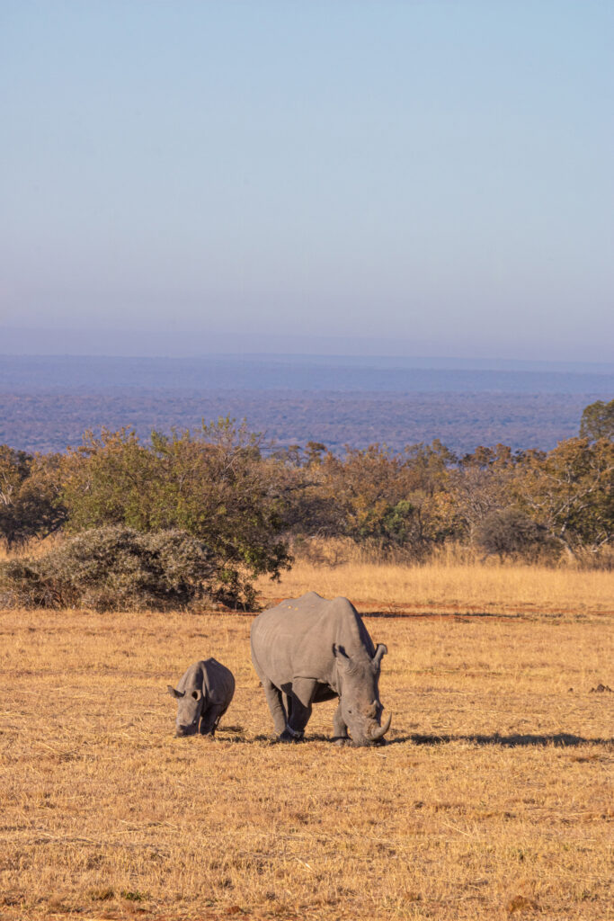 Bush Time rhino and baby horizon