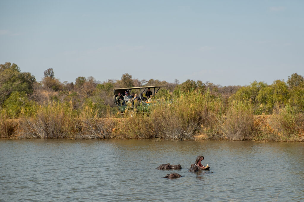 Bush Time Modjadji safari with hippo