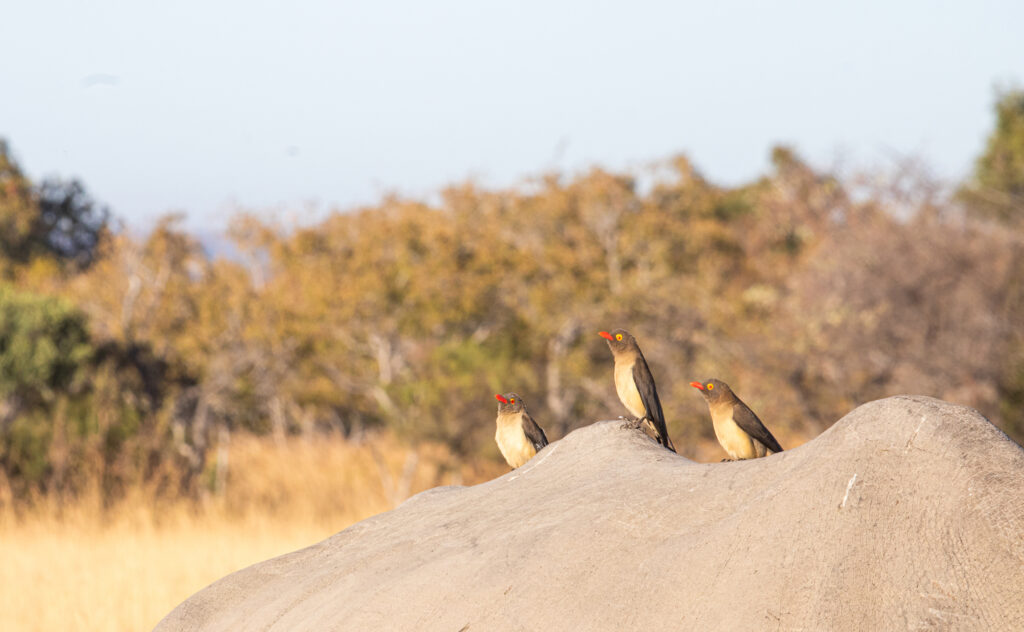 Bush Time red billed oxpeckers