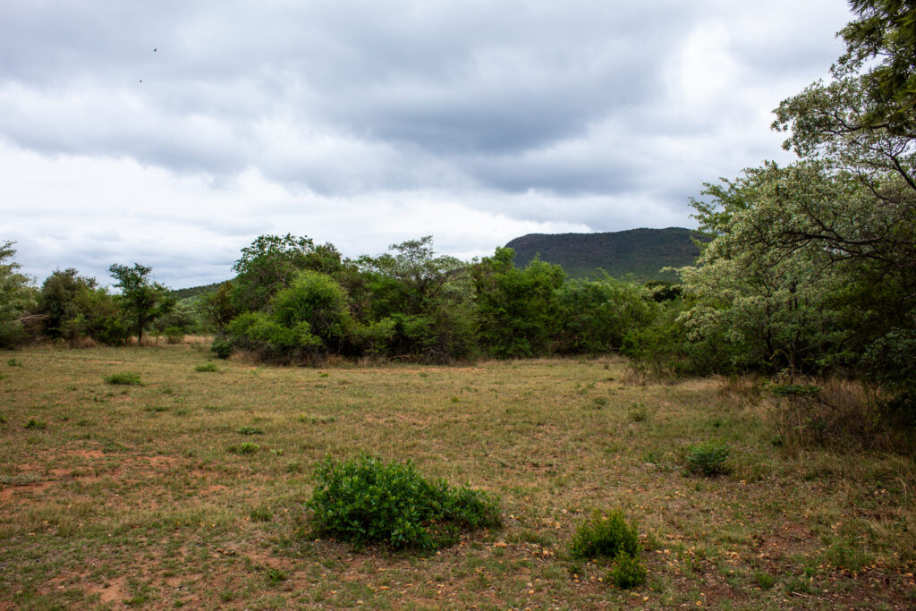 BushTime Modjadji